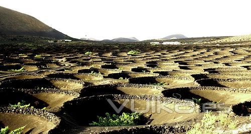 La Geria en Lanzarote