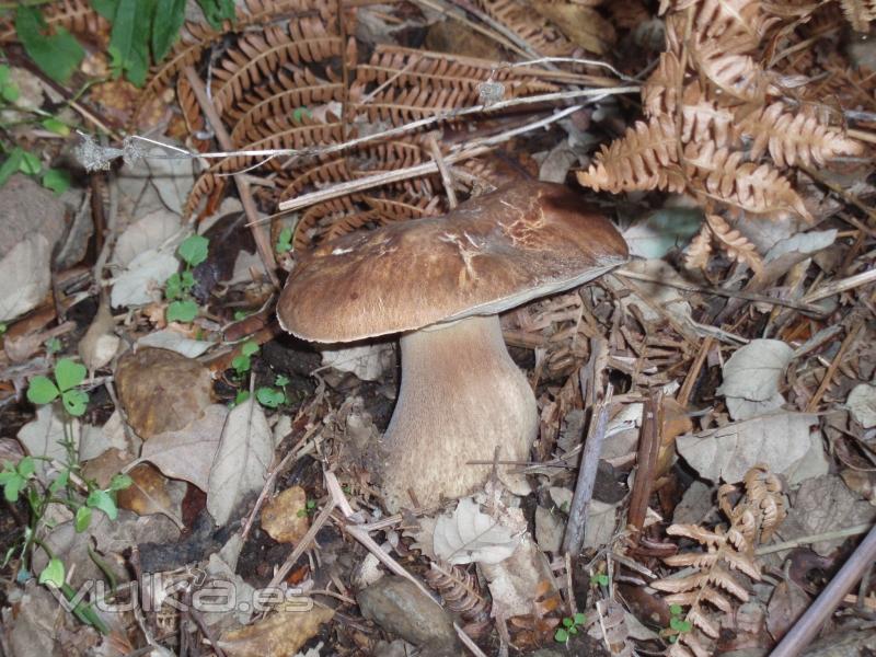 Boletus, puedes recoger setas en la Villa de Gata.