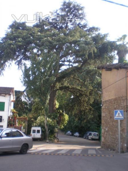 Cedro de la Villa declarado Arbol Singular de Extremadura.