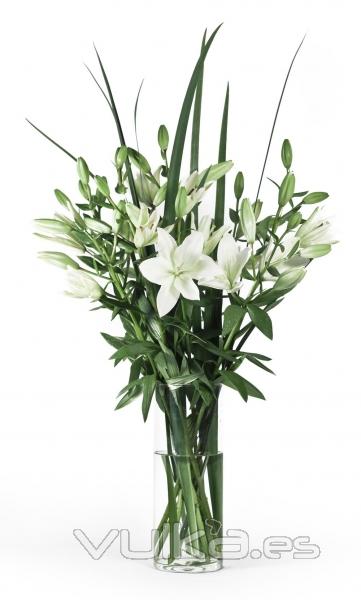 Liliums Blancos