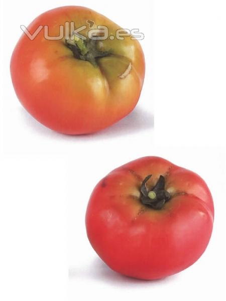 verduras tomates artificiales de calidad TOMATES ARTIFICIALES oasisdecor.com