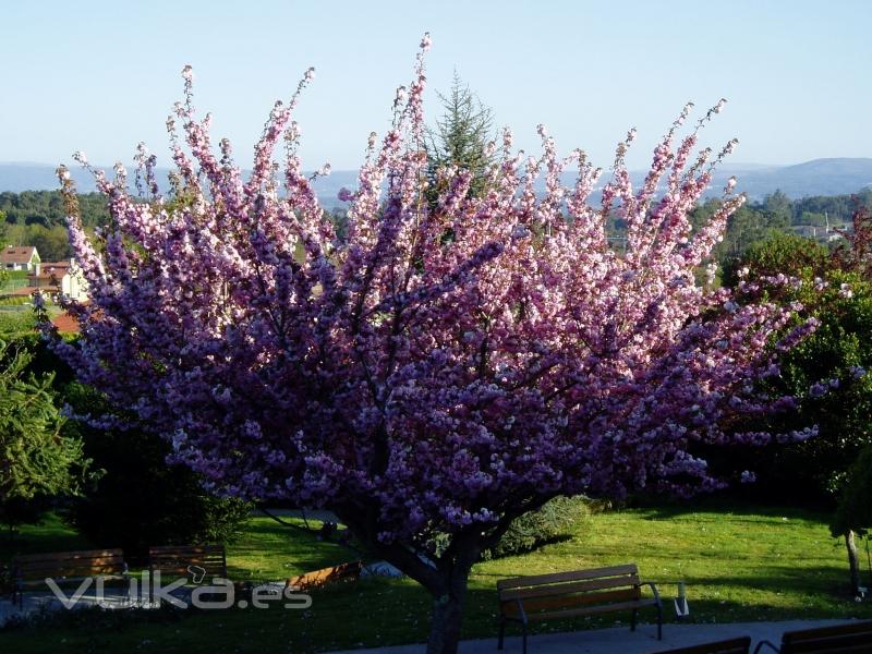 Detalle jardn ( Complexo Xerontolxico O Castro )