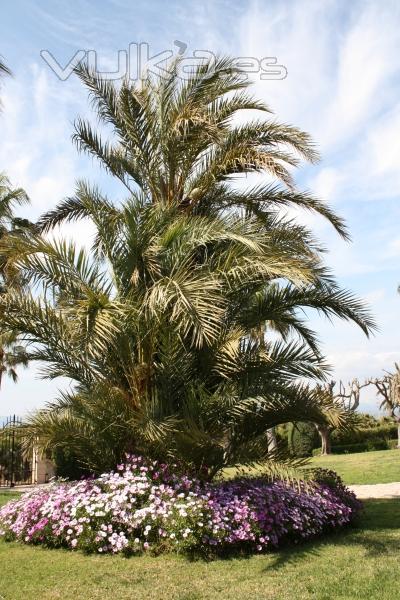 Con un par de palmeras y unas flores, puedes cambiar todo tu jardin