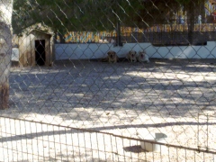 Uno de los parques de la residencia canina