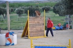 Foto 4 adiestramiento de animales en Almera - Solcan Educacion Canina Almeria