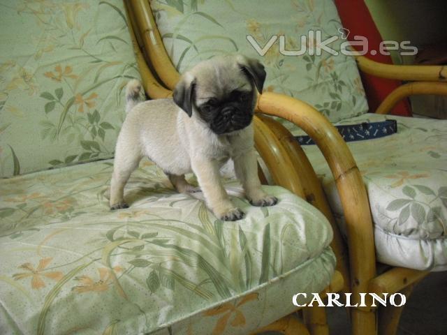 cachorro de carlino