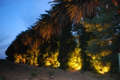 Iluminacion paseo palmeras hacienda la vara