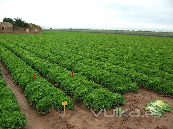 Agricultores Agrupados - Foto 1