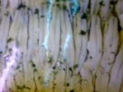 Boquerones en vinagre,variantes morera