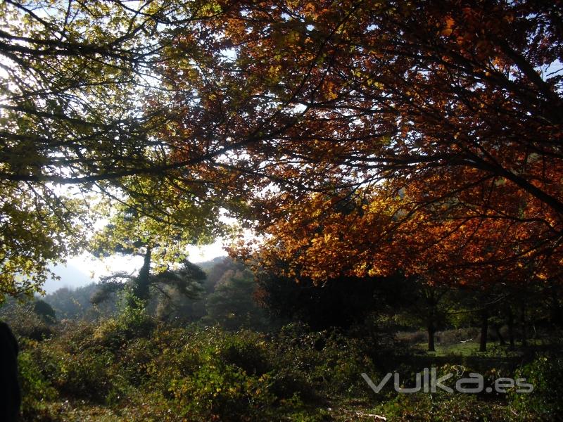 Otoño en Fuente L´Artica