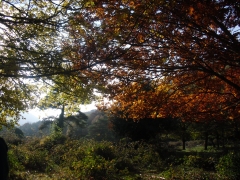 Otoño en Fuente L´Artica