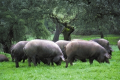 Pata negra cerdos ibericos puros pastando en la dehesa