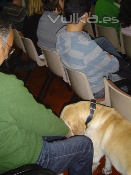 Noble y Fiel Amigo ANFA :Ponencia Josune Gomez-Lago Asoc. Bubastis Terapia Asistida con Animales