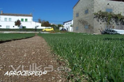 cultivo cesped natural Agrocesped