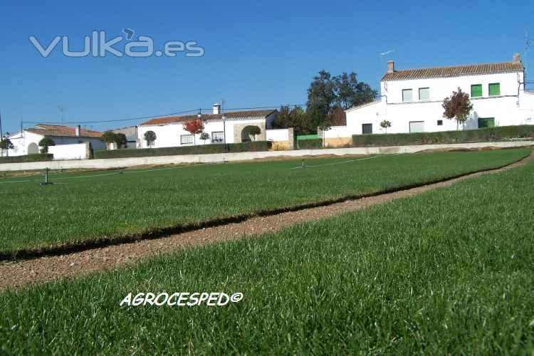 Cesped natural para tepes o planchas Agrocesped