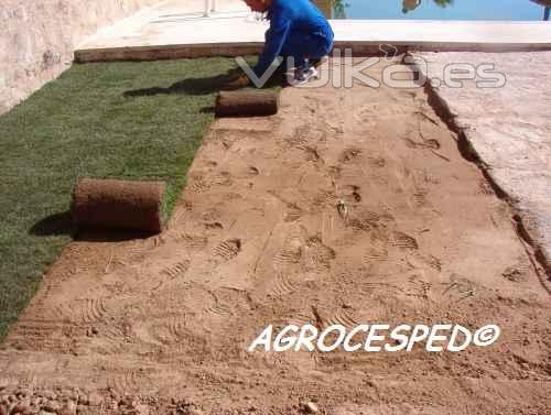 Plantar cesped natural en rollos o tepes Agrocesped