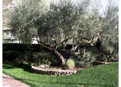 Mantenimiento de jardines, particulares y empresas. Jardinera en Castelln.