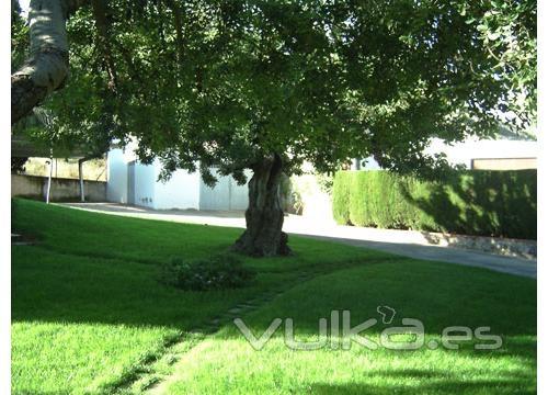 Jardinero en Castelln, poda de palmeras, instalacin de riegos,..