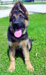 Http://wwwadiestramientocaninomalagaorg/camada%20pastores%20alemanes/indexhtm