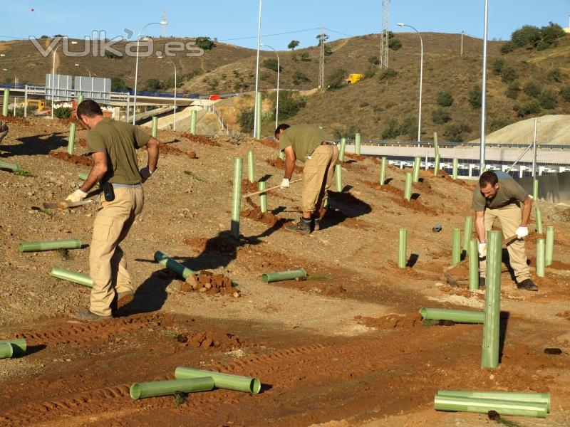 Reforestacin tramo Ronda de Mlaga