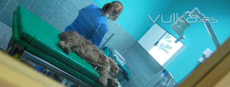 Gasset veterinarios Ciudad Real: Clnica Veterinaria. Ms en http://www.gassetveterinarios.com