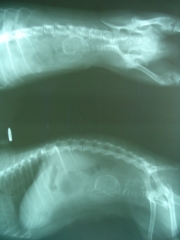 Gasset veterinarios Ciudad Real: Clínica Veterinaria. Más en http://www.gassetveterinarios.com