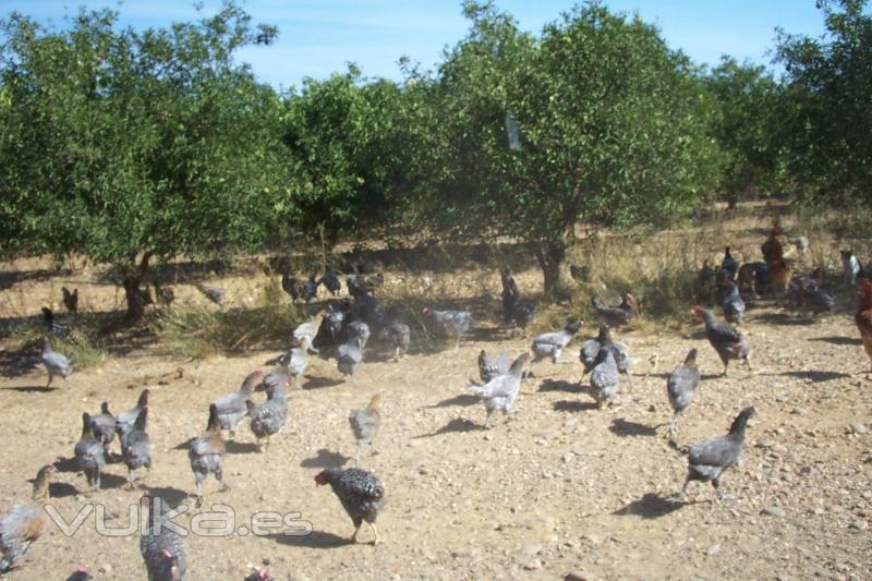 LAS GALLINAS SE ENCUENTRAN EN TOTAL LIBERTAD, CON UNA VIDA SANA Y FELIZ