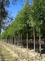 Pyrus calleryana Chanticler