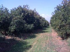 Naranjos en produccion ecologica,sin abonos ni productos quimicos
