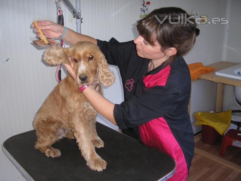 peluqueria canina