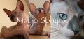 Mayjo Sphynx