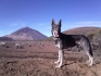 CLUB CANINO EDATANA
