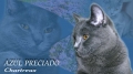 AZUL PRECIADO Chartreux