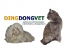 DingDongVet veterinario a domicilio en Madrid