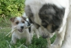 Gaspalleira criadores de Mastn del Pirineo y Jack Russell Terrier
