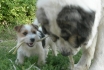 Gaspalleira criadores de Mastín del Pirineo y Jack Russell Terrier