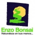 Enzo Bonsai