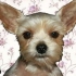 MY DOG