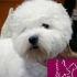 PELUQUERÍA CANINA DELGOYEPINO