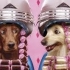 PELUTS PERRUQUERIA CANINA