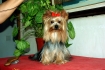 CACHORROS DE BARRUECO