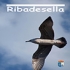 Ribadesella.com.es