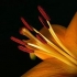 FIORI