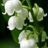 FLORISTERÍA MUGUET