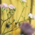 AZALEA