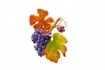 ARMARIOS BODEGA OAK