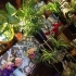 PLANTAS Y FLORES LILIANA