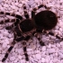 FAUNA EIXIMENIS