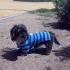 A 4 PATAS