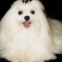HOSPITAL VETERINARIO FANY